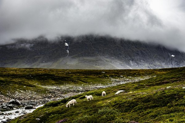 Glamping en auvergne : un séjour unique entre confort et nature